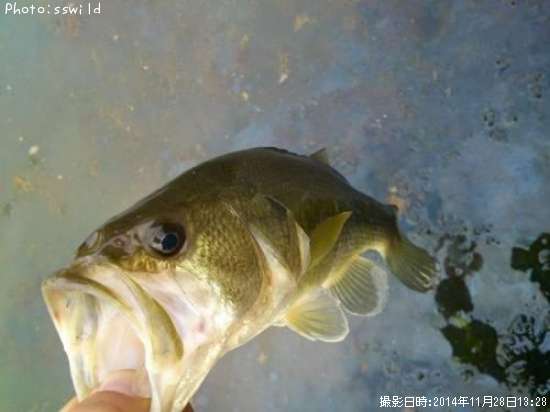 �֥�å��Х�