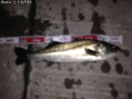 �����Х�