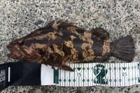 �����Υ���Х�