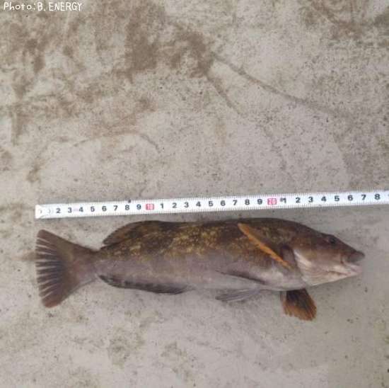 �����ʥ�