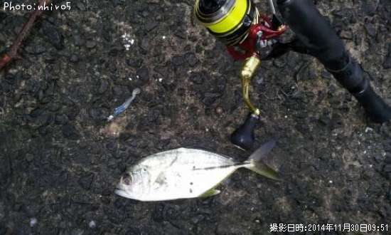 ���󥬥ᥢ��