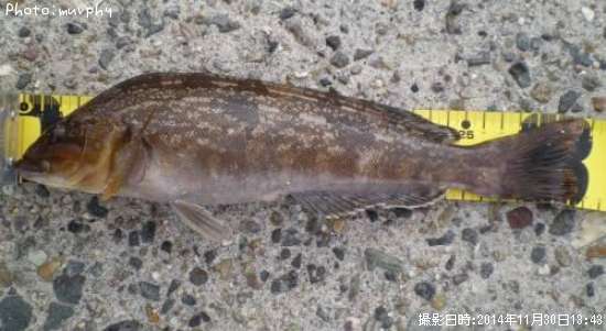 �����ʥ�