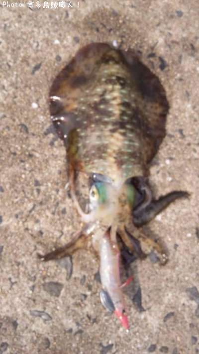 �����ꥤ��