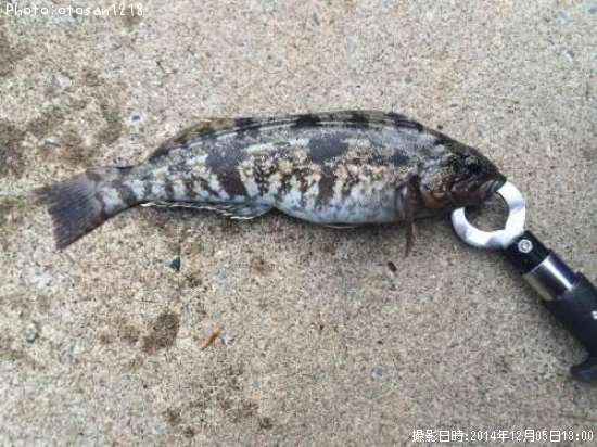 �����ʥ�