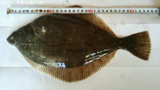 �������쥤