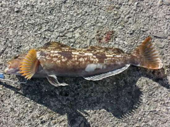 �����ʥ�