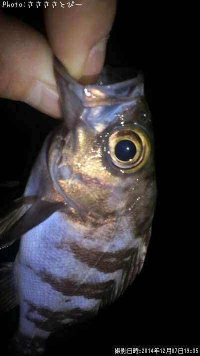 ���ꥢ��Х�