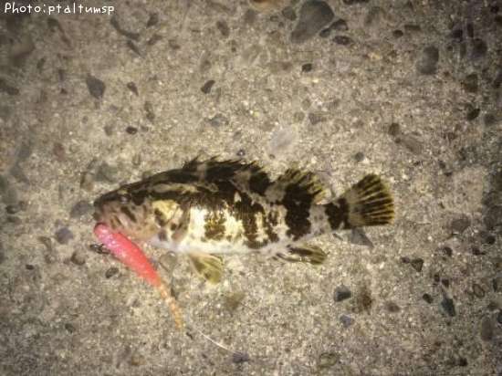 �����Υ���Х�