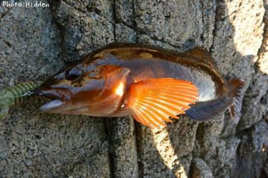 �����ʥ�