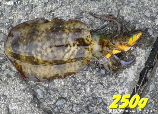 �����ꥤ��