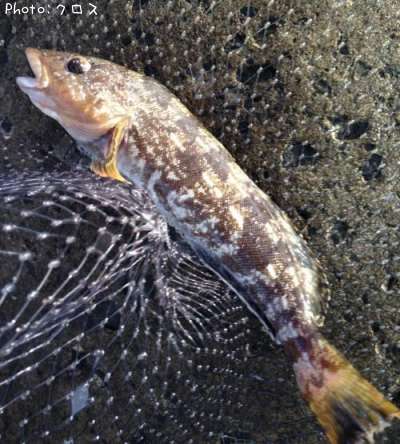 �����ʥ�