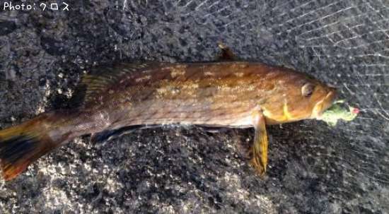 �����ʥ�