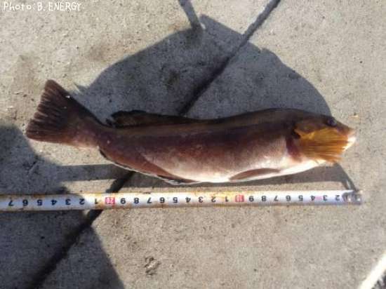 �����ʥ�