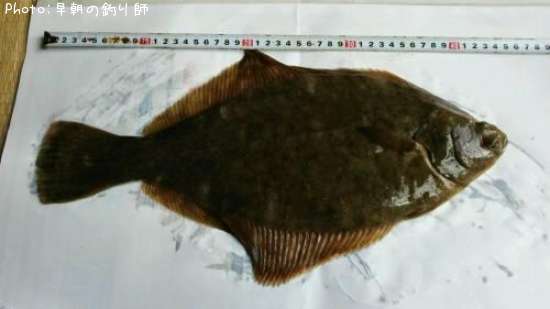 �ޥ����쥤