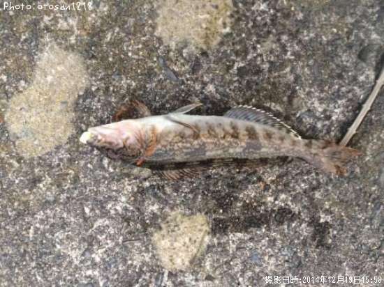 �����ʥ�