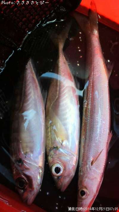 ���������ޥ�