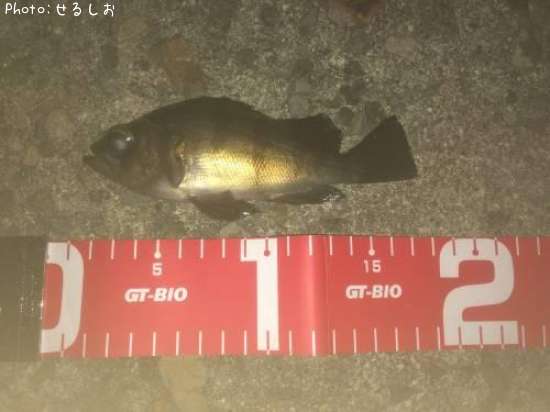 ����Х��