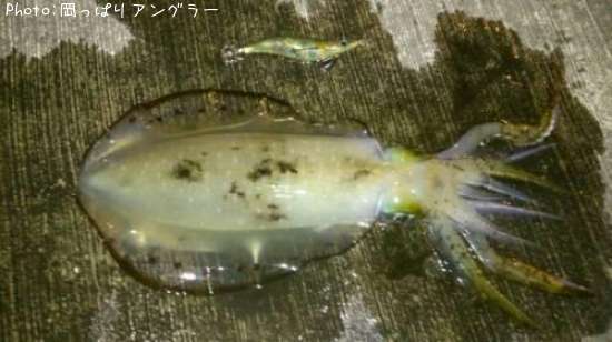 �����ꥤ��