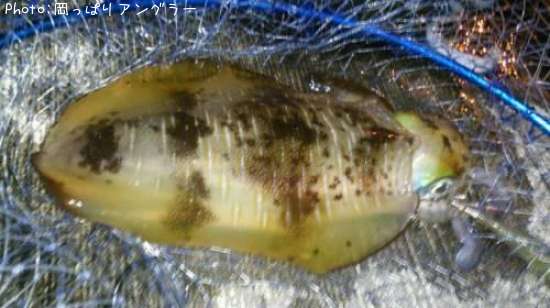 �����ꥤ��