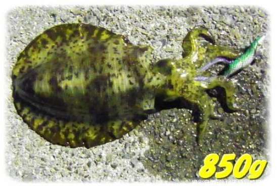 �����ꥤ��