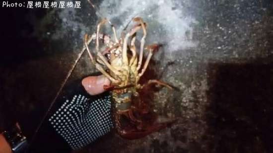 ������Ϸ