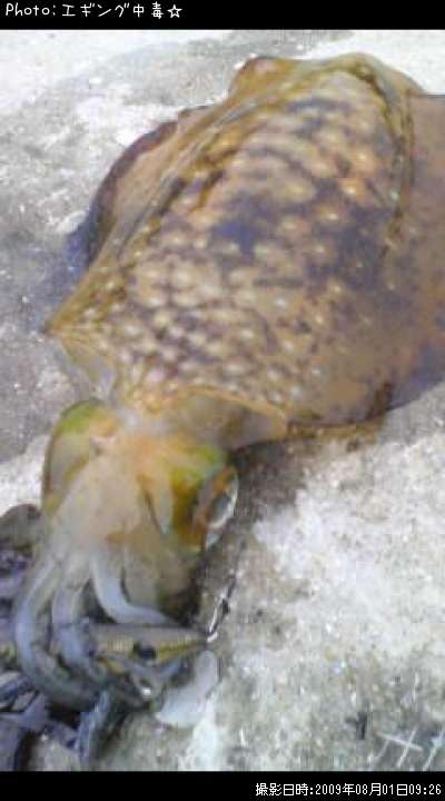 �����ꥤ��