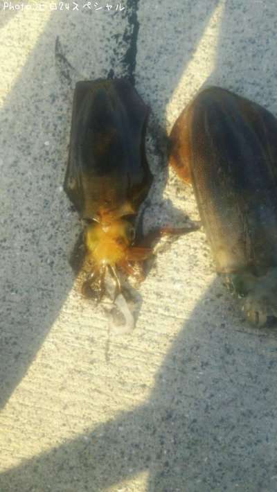 �����ꥤ��