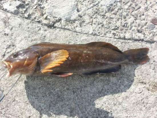 �����ʥ�