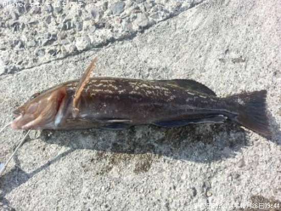 �����ʥ�