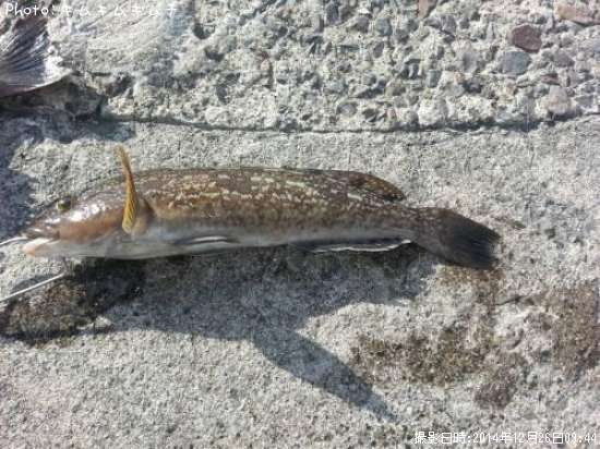 �����ʥ�