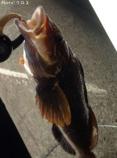 �����ʥ�