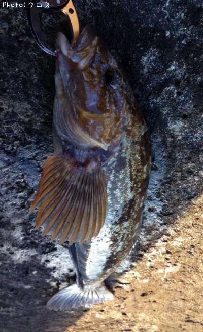 �����ʥ�