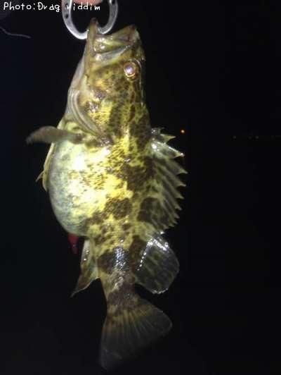 �����Υ���Х�