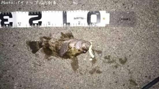 �٥å�������