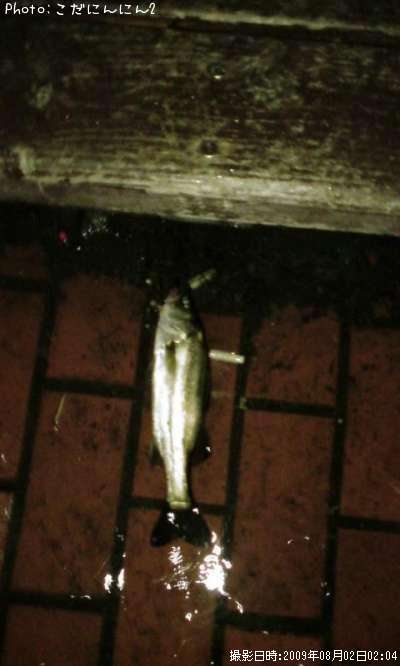 �����Х�