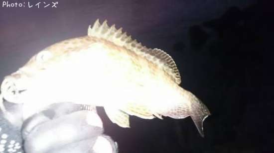 �������ϥ�