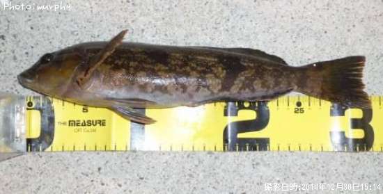 �����ʥ�