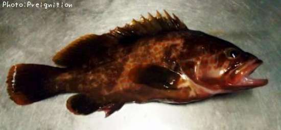 �����ϥ�