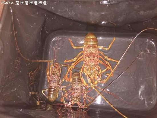 ������Ϸ