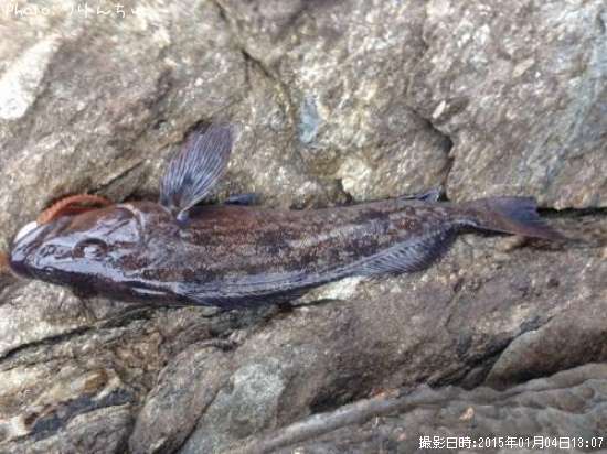 �����ʥ�