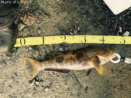 �����ʥ�