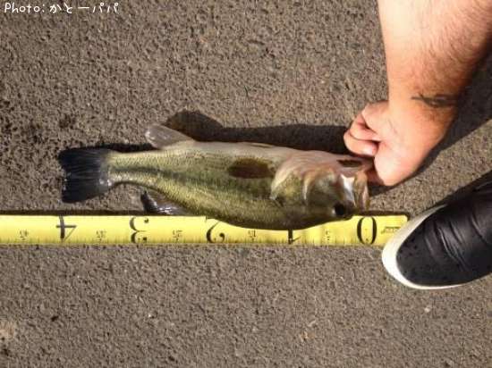 �֥�å��Х�