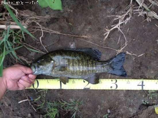 �֥�å��Х�