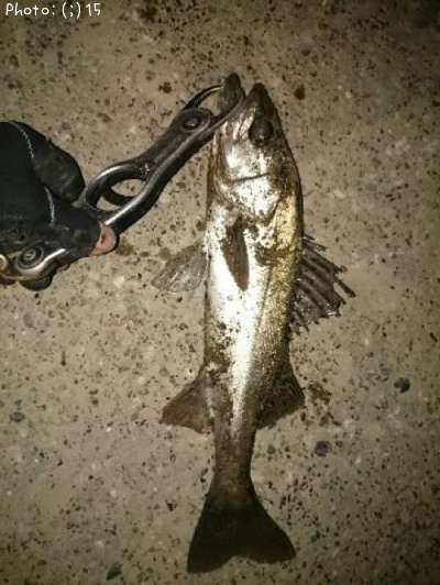 �����Х�