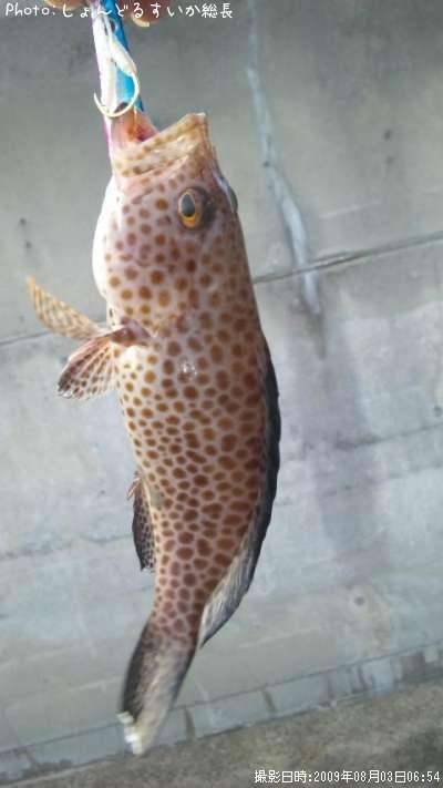 �����ϥ�