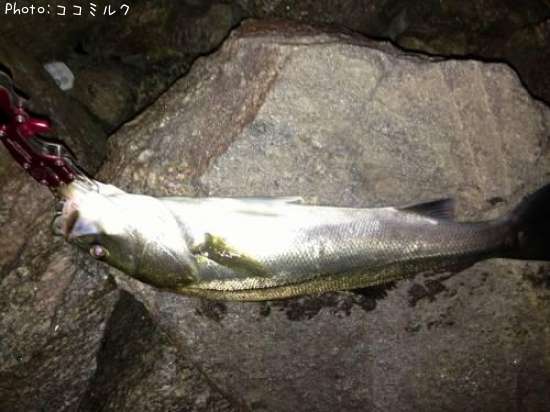 �����Х�