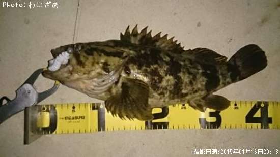 �٥å�������