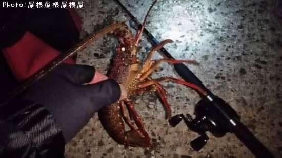 ������Ϸ