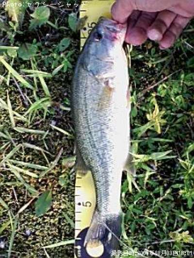 �֥�å��Х�