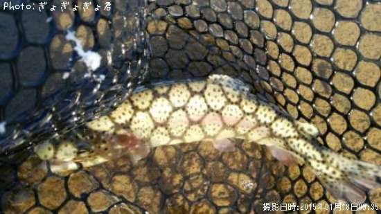 �ɥʥ�ɥ���